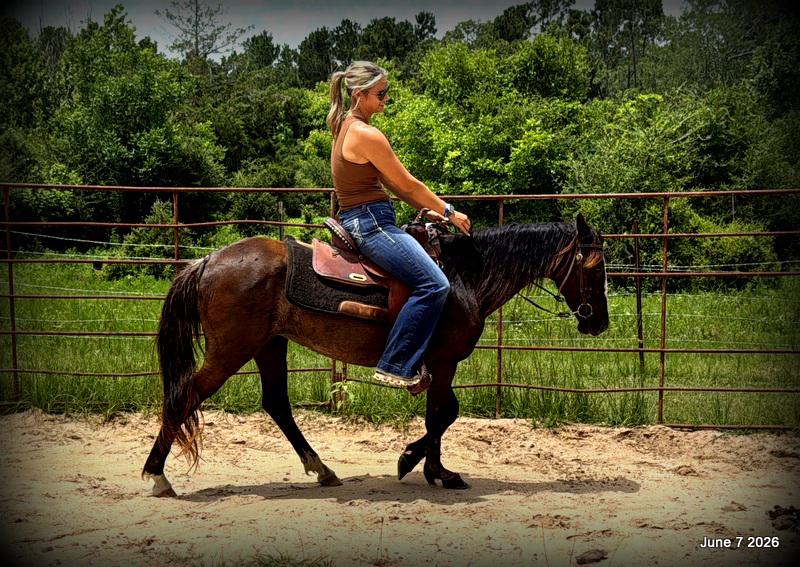 💛Bugs💛Smooth-Gaited Trail Mare 🌟