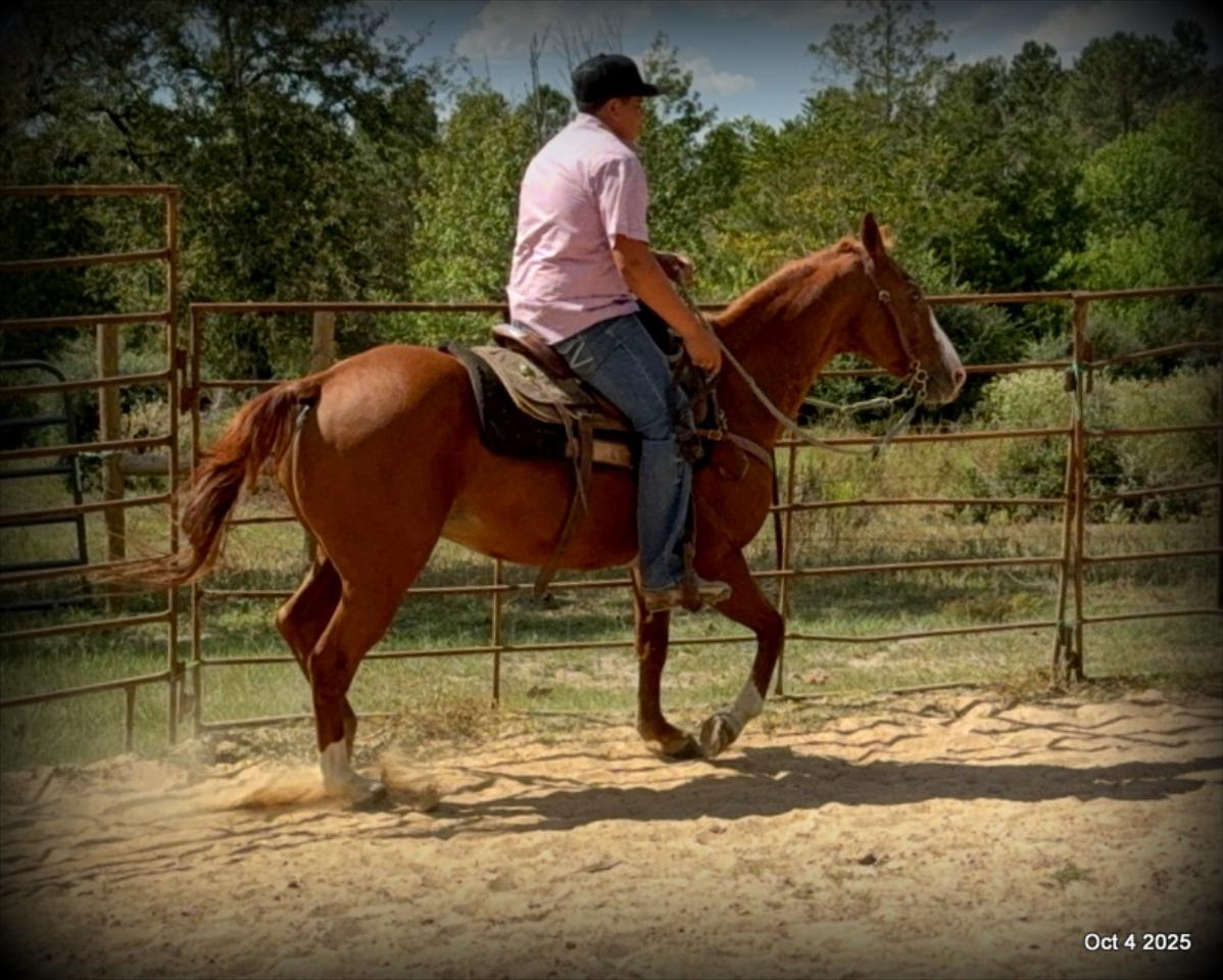 Ranger Safe for All Ages