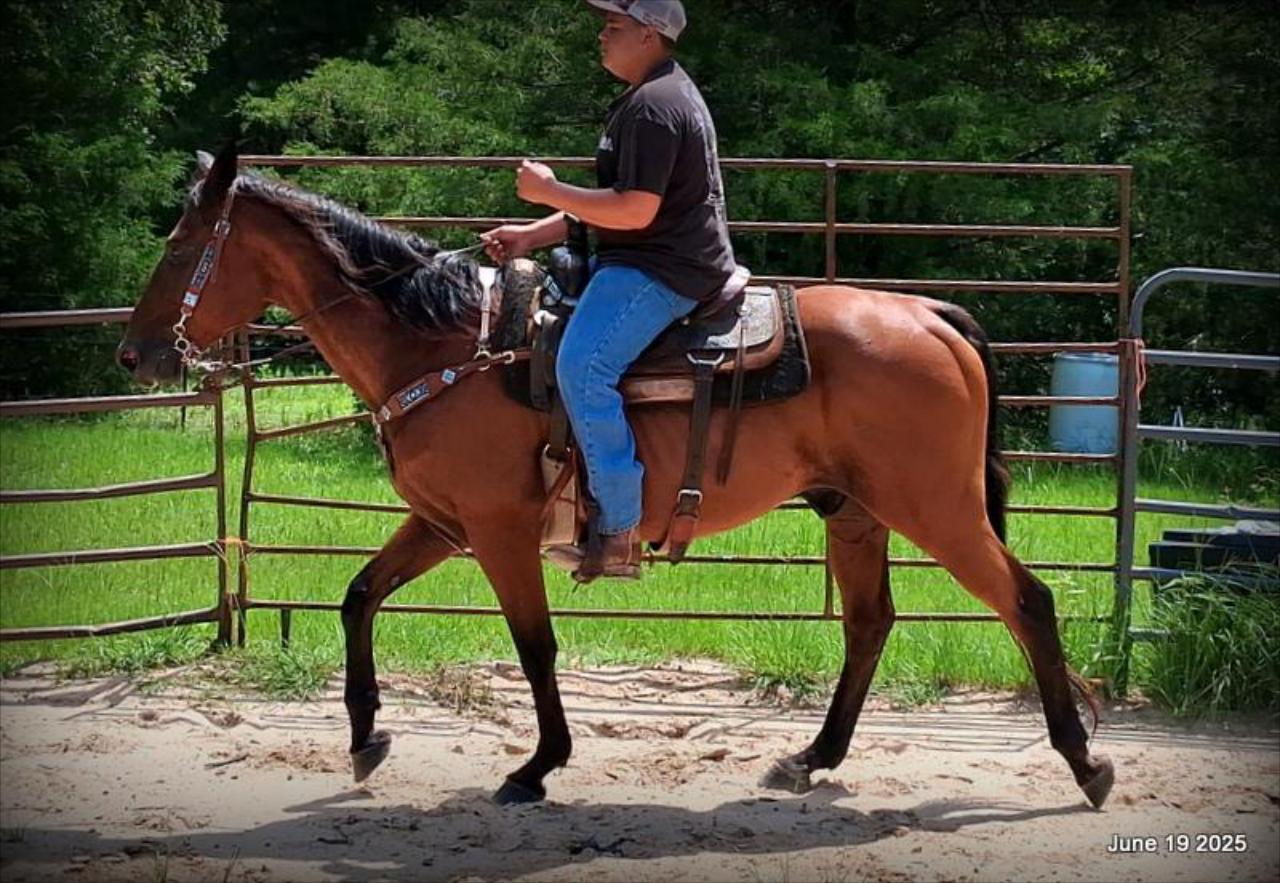 Sammy – A Comeback Story with a Heart of Gold