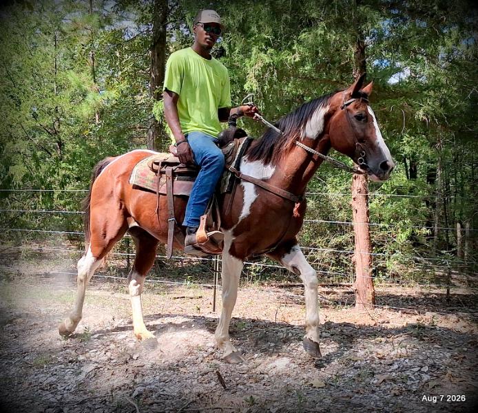 💛Milly • Confident, Smooth & Ready for the Trail 💛