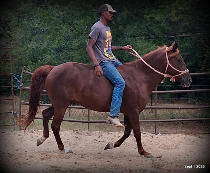 💚🐴 Cricket • Kid Safe & Beginner Safe Family Mare💚