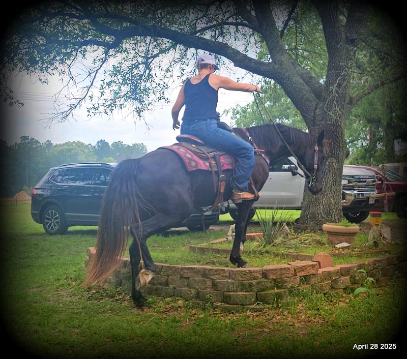 Midnight ***Gentle, Gaited Trail Gelding