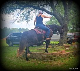 Midnight ***Gentle, Gaited Trail Gelding