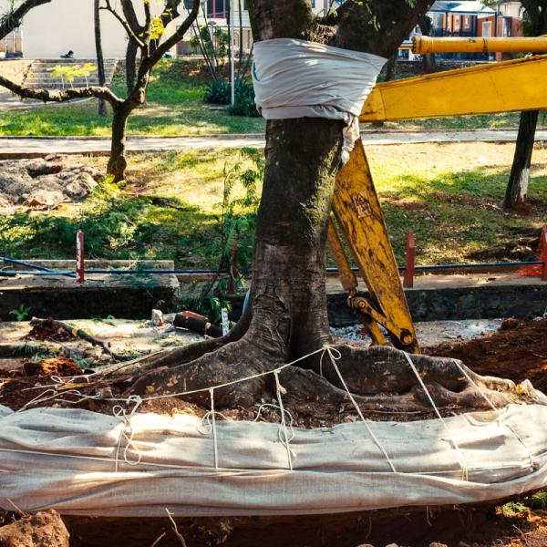 Tree Service