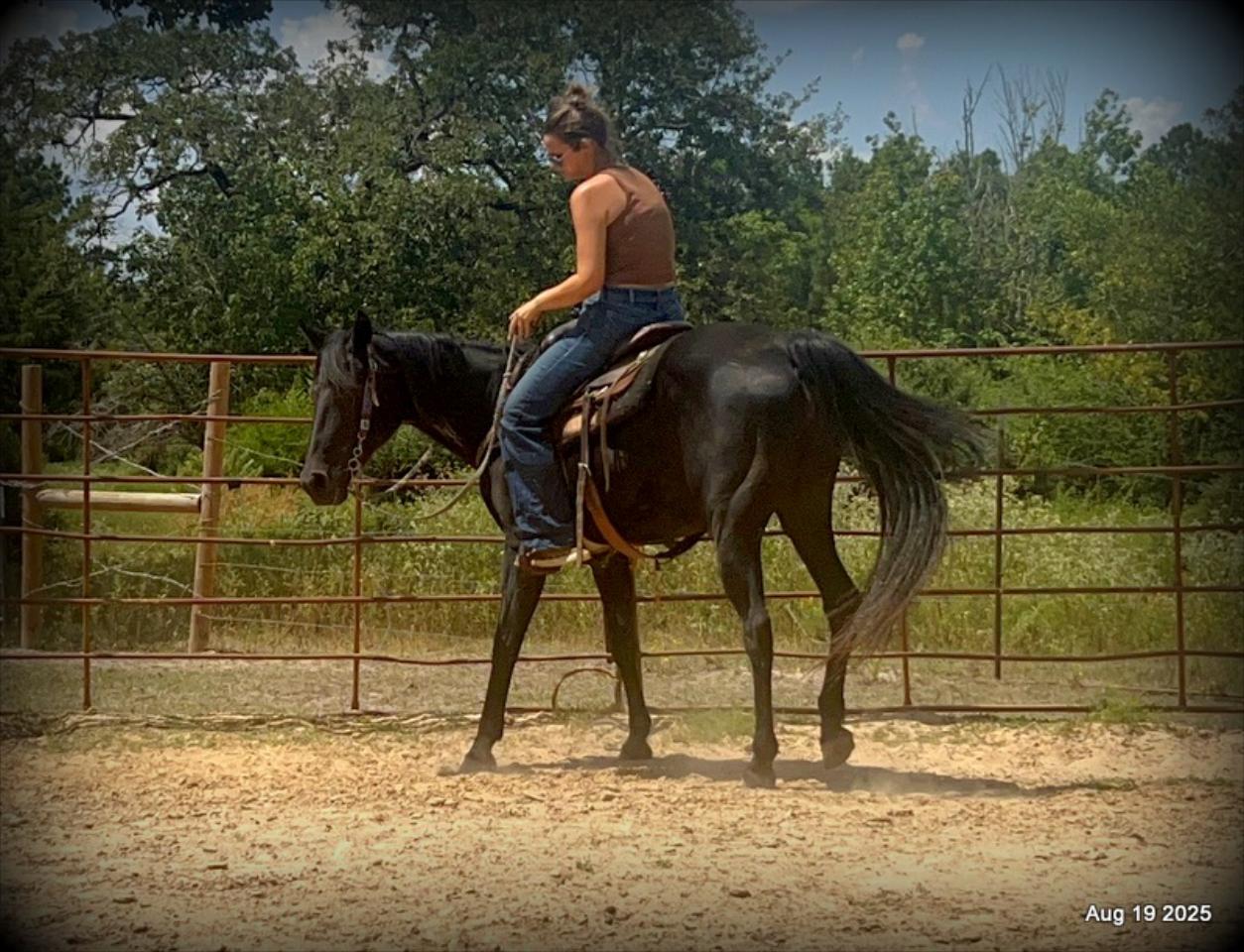For Sale: Raven – 15-Year-Old Black Mare