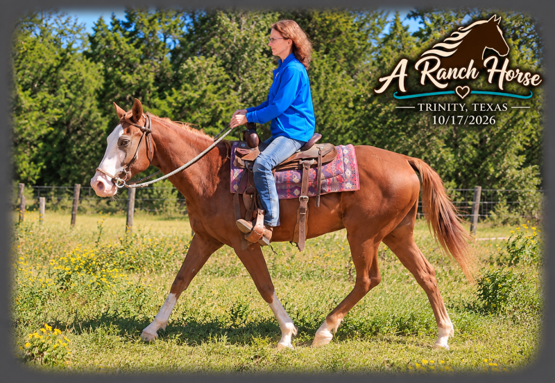 💚 Rocky | Kid-Safe Family Trail Gelding