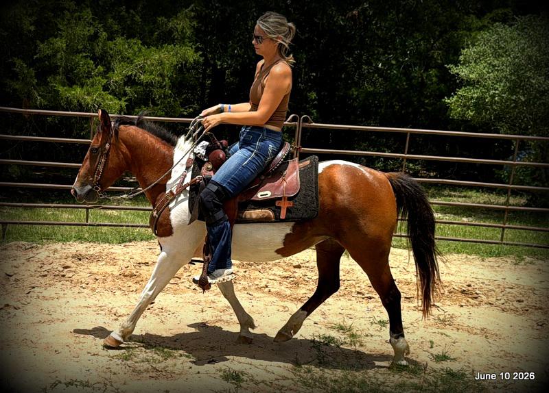 🧡Coca🧡Solid, Sensible Trail Mare 🌟