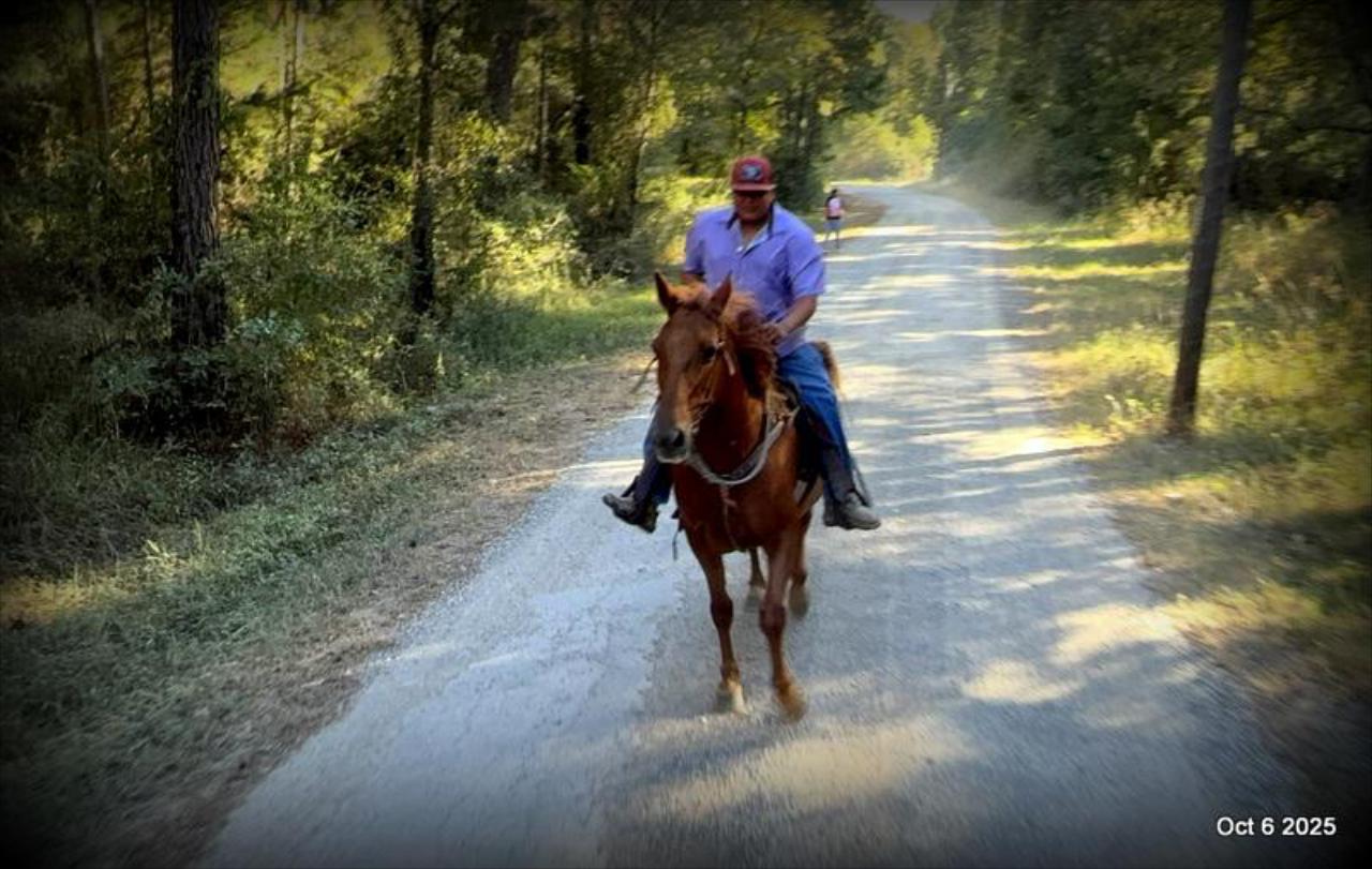 🌹 Meet Missouri – The Mare That Makes Every Ride Feel Like Home 🌹