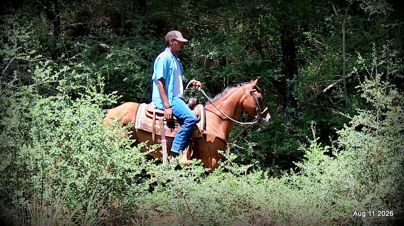 💚Sable • Beginner Safe & Family Safe Mare💚