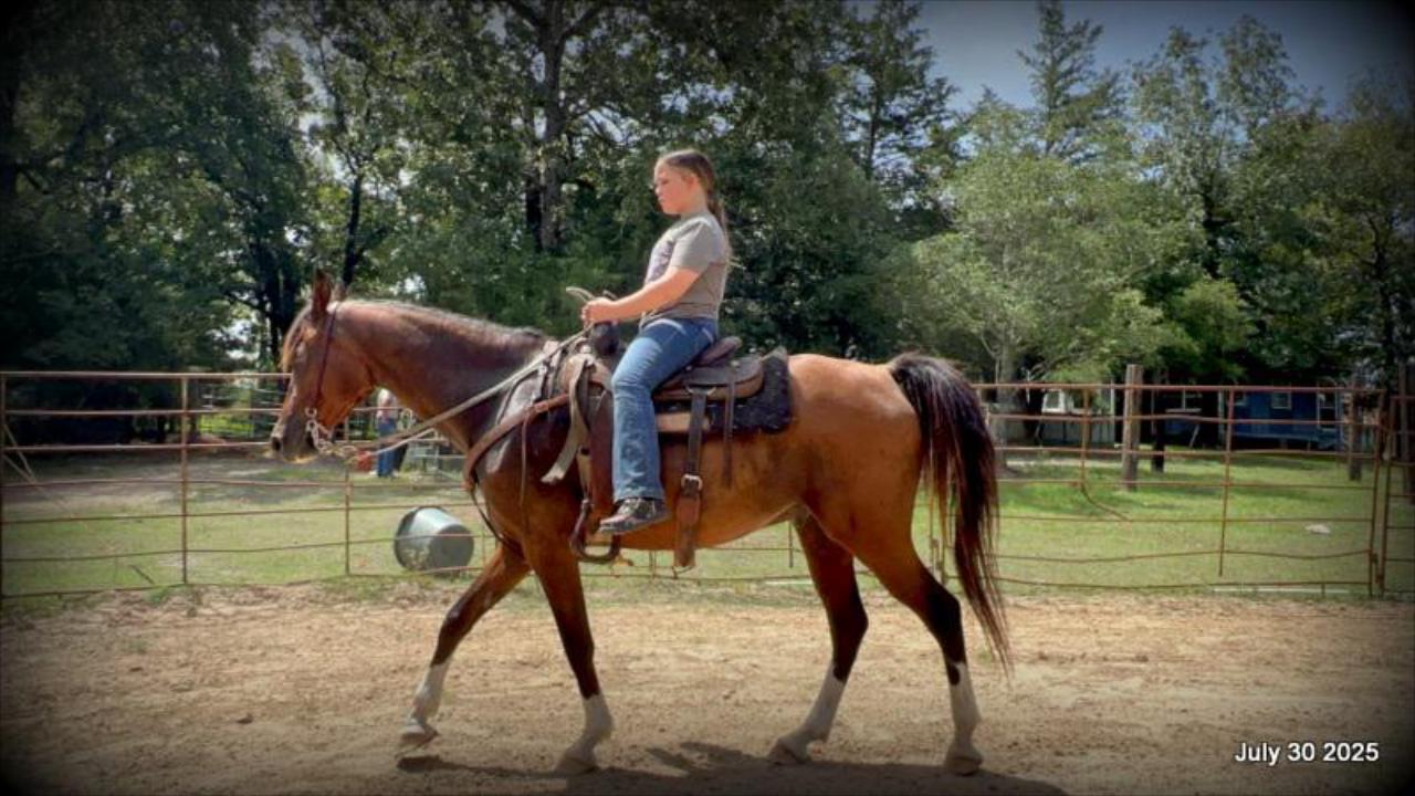 Cash- 11 Year Old Arabian Cross