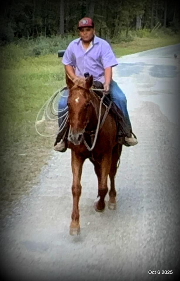 Biggie – Ranch-Tested, Family-Safe, and Ready to Ride!