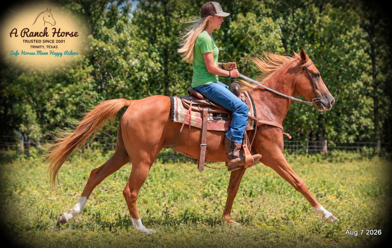 💚🐴 Blair • Kid Safe, Beginner Safe & Sweet Trail Mare💚