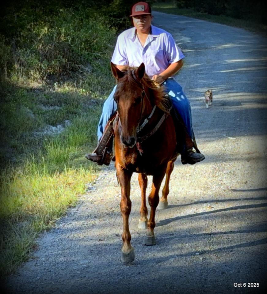 🌹 Meet Missouri – The Mare That Makes Every Ride Feel Like Home 🌹