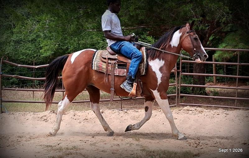 💛 🐴 Milly • Beginner Safe, Confident & Smooth Trail Mare💛