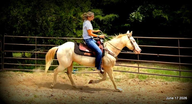 💚Prince💚Meet Prince: Your Dream Riding Partner! 👑