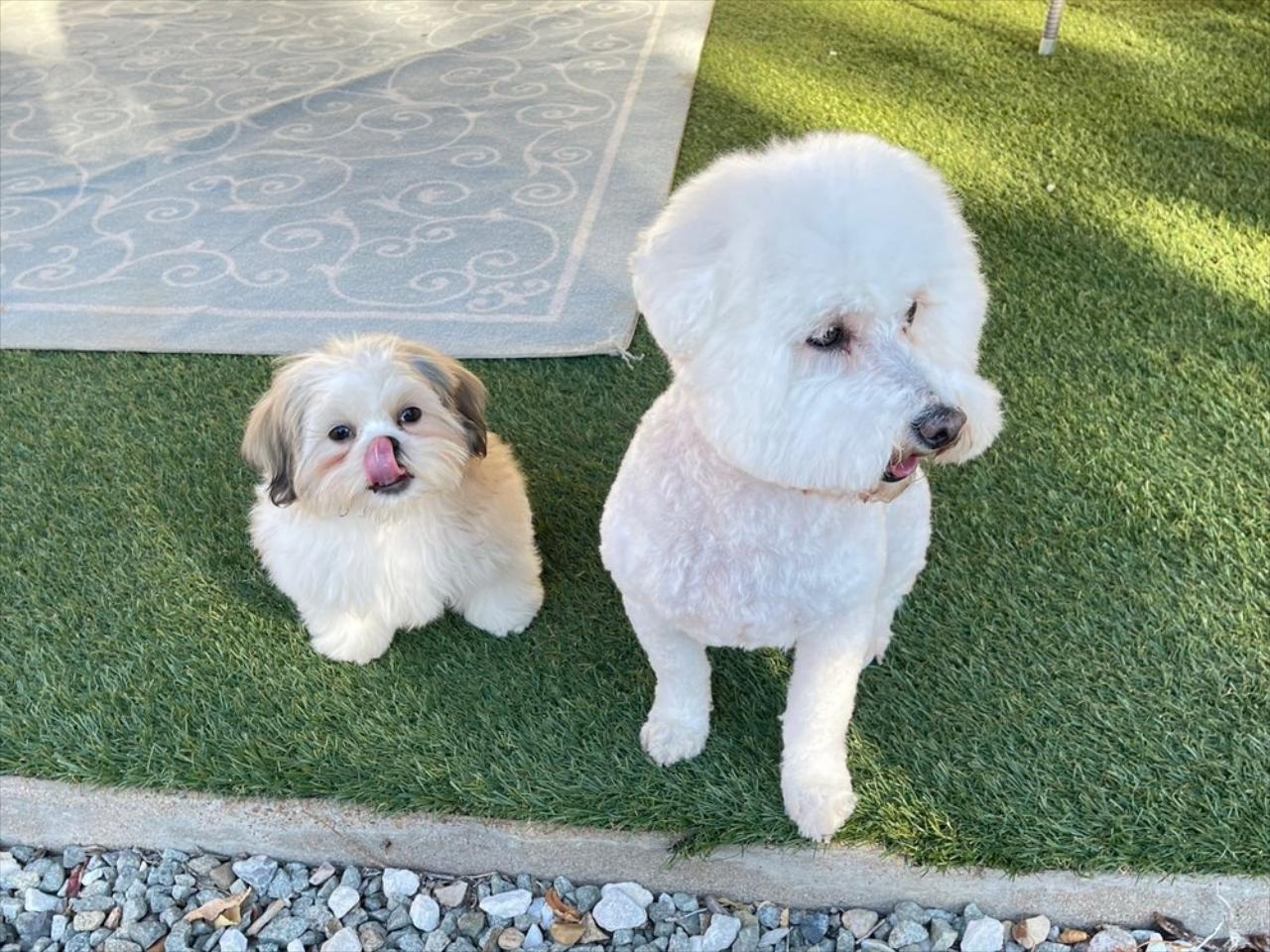 Barks Bubbles In Santa Fe NM Grooming Barks Bubbles In Santa Fe NM Grooming