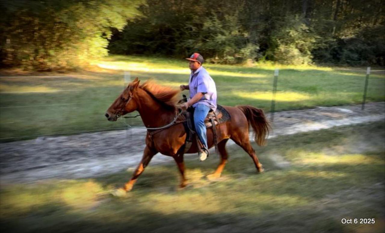 🌹 Meet Missouri – The Mare That Makes Every Ride Feel Like Home 🌹