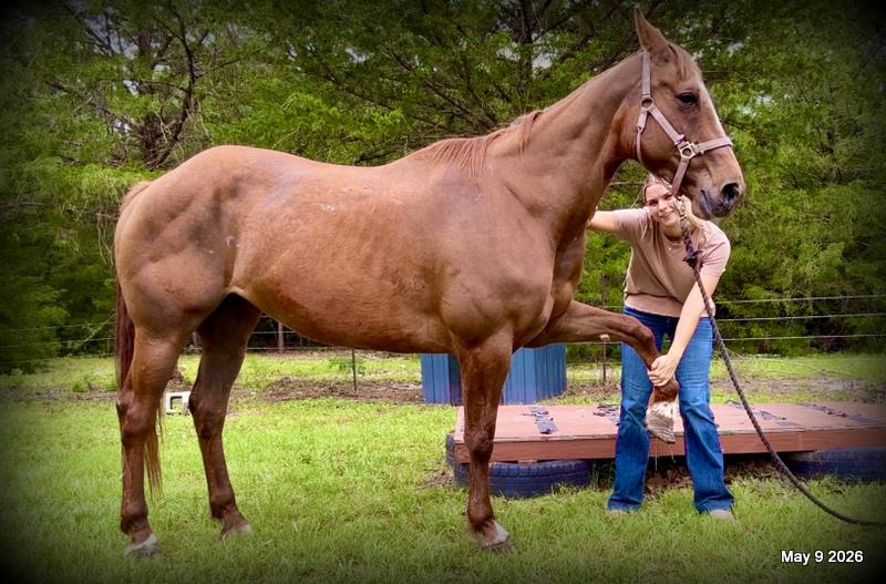❤️Mocha❤️Mare with a Story Still Being Written 🌟