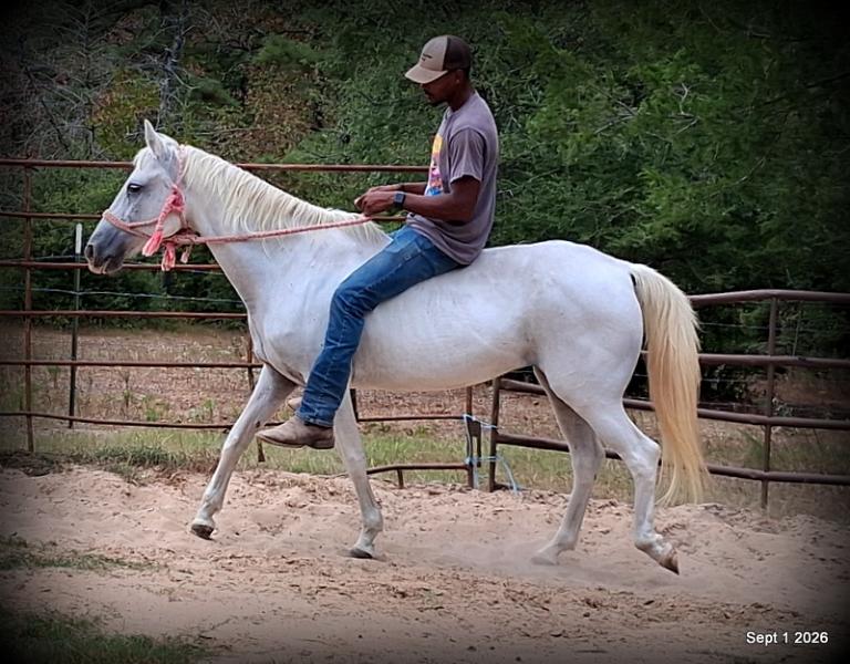💛 🐴 Wisp • Beginner Safe, Smooth & Gentle Trail Mare 💛