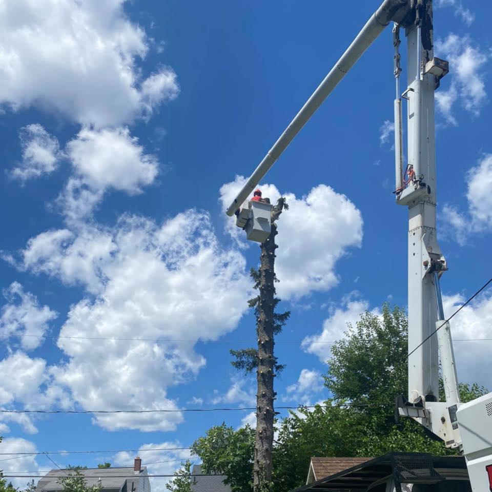 Prompt, Reliable & Honest Tree Services