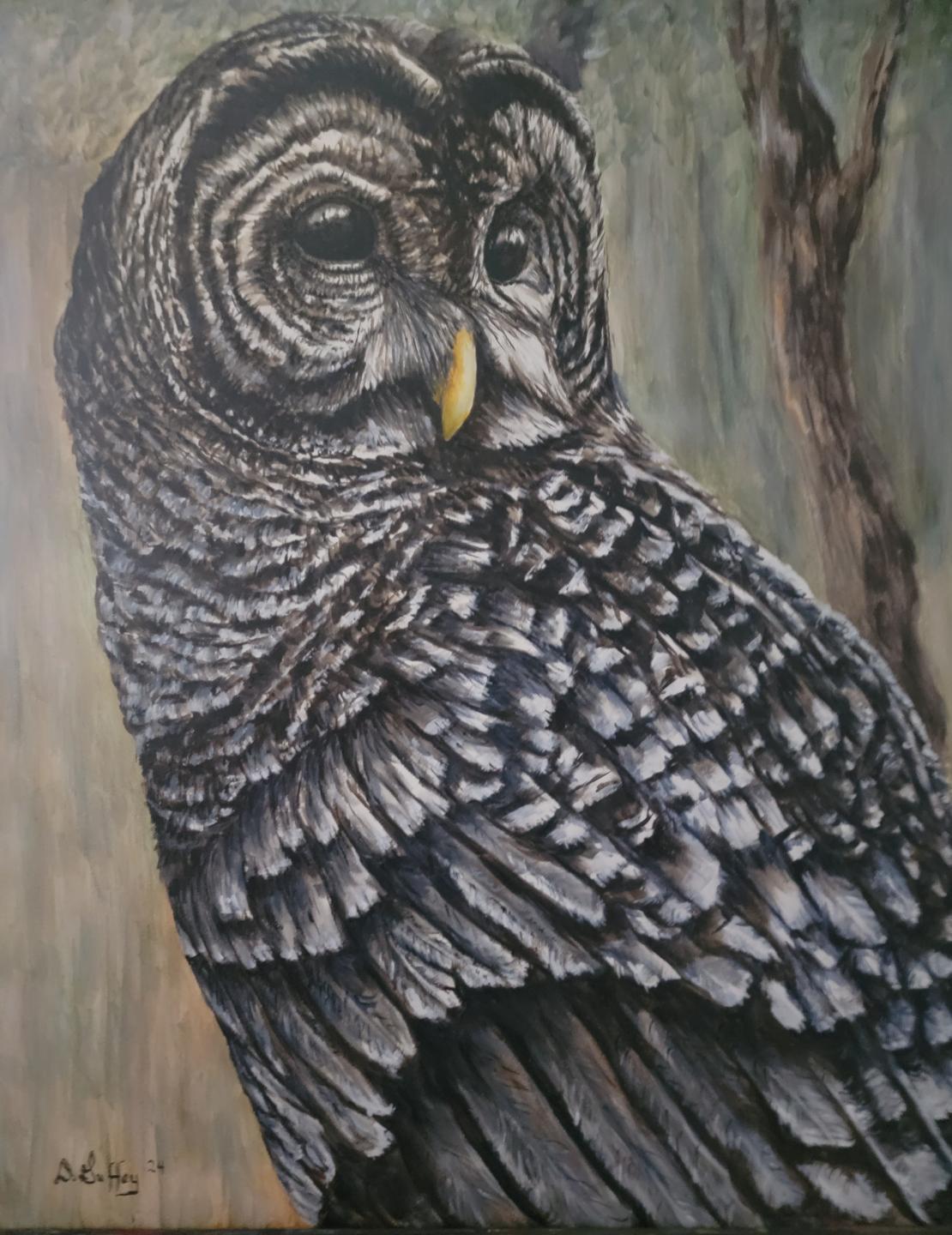Barred Owl
