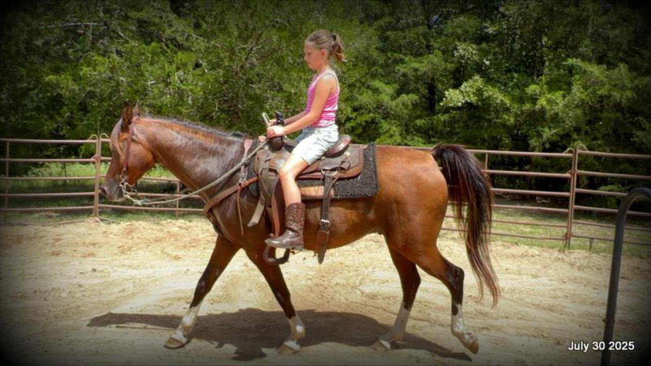 Cash- 11 Year Old Arabian Cross