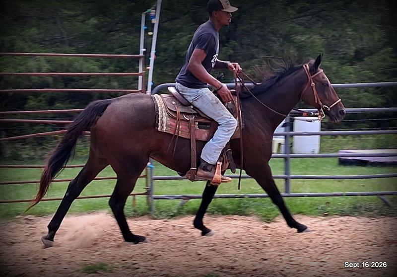 💚 Cat | Kid & Beginner Safe Family Trail Mare