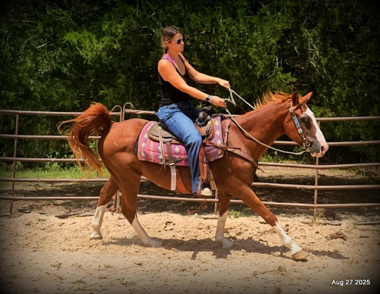 Cooper Amazing Beginners Horse