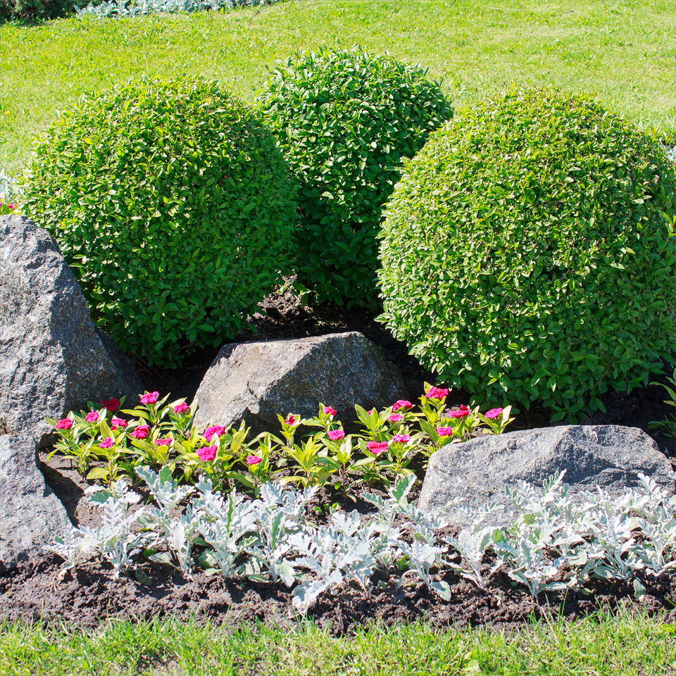 Tree and Shrubbery Installation