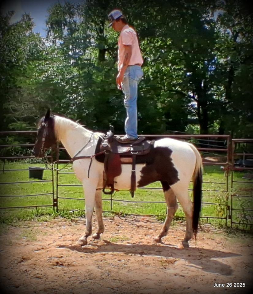 Meet Patrick – The Perfect Family Gelding!