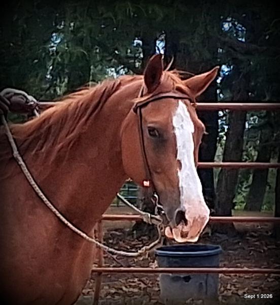 💚🐴 Brandy • Kid Safe, Family Safe & Dependable Quarter Horse Mare💚