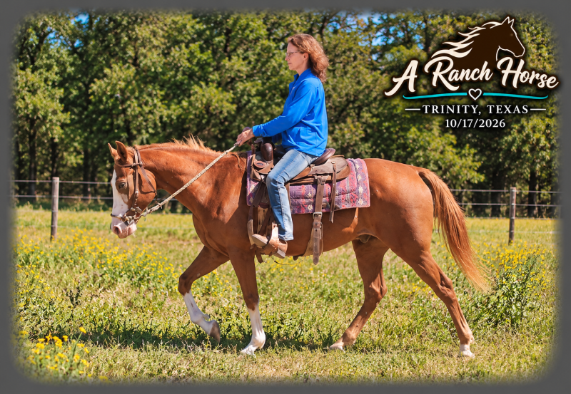 💚 Rocky | Kid-Safe Family Trail Gelding