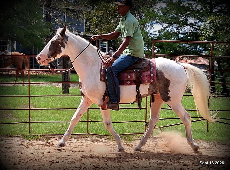 💚 Cosmo | Kid-Safe Spotted Gaited Gelding