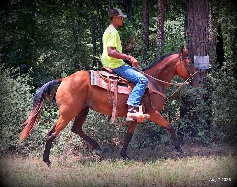 💚Sable • Beginner Safe & Family Safe Mare💚