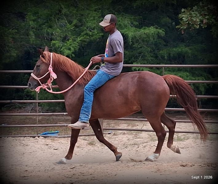 💚🐴 Cricket • Kid Safe & Beginner Safe Family Mare💚