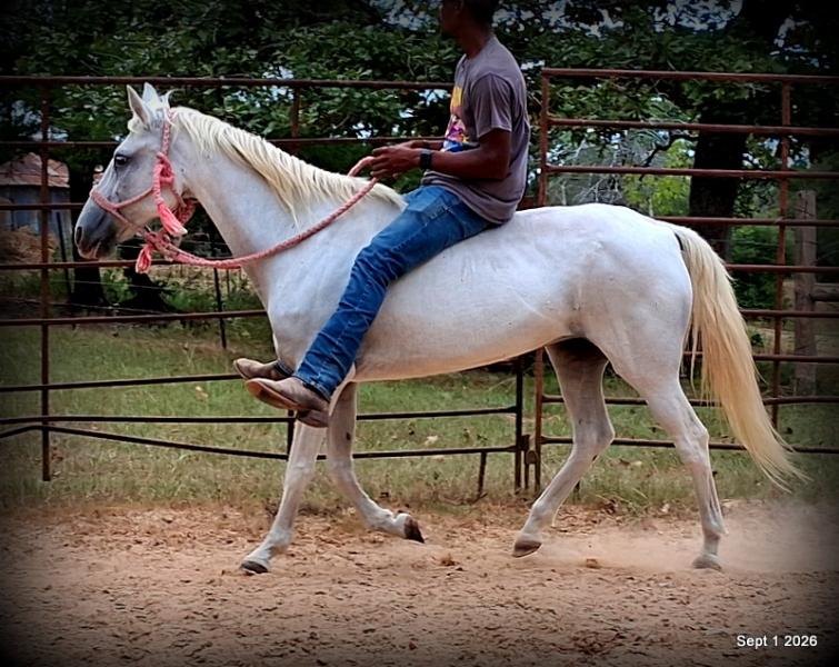 💛 🐴 Wisp • Beginner Safe, Smooth & Gentle Trail Mare 💛