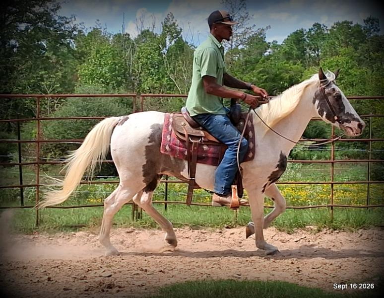 💚 Cosmo | Kid-Safe Spotted Gaited Gelding