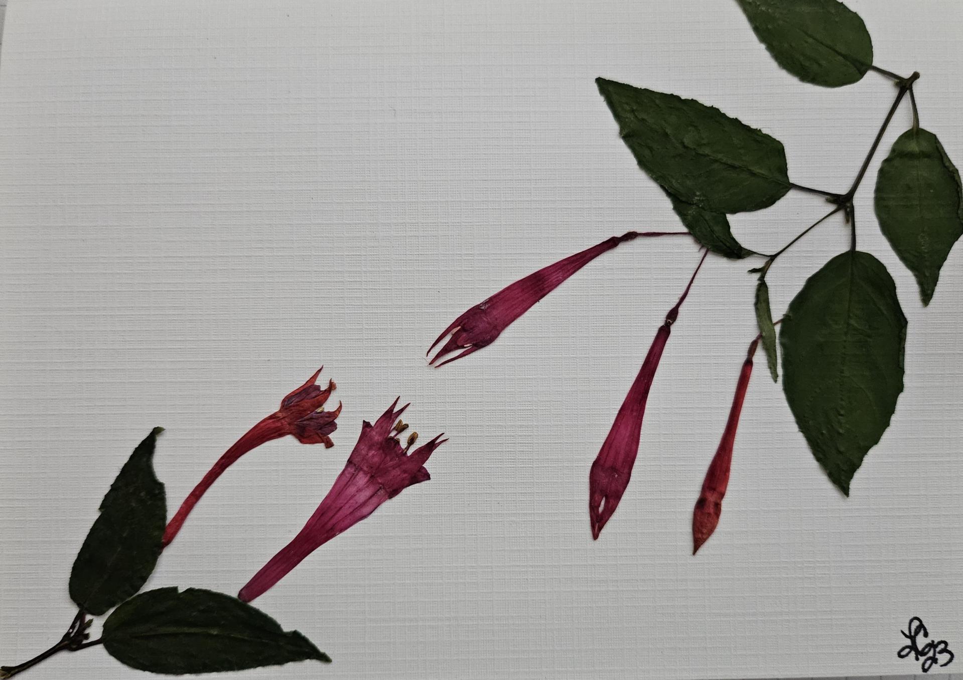 Potpourri Series Cards 10 pack print cards