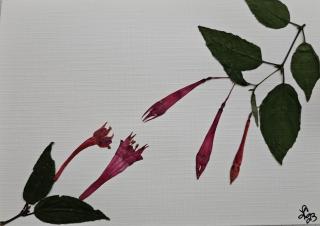 Potpourri Series Cards 10 pack print cards