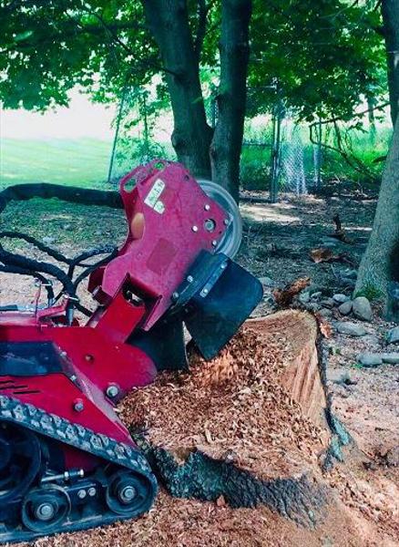 Stump Removal