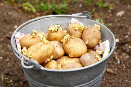 Seed Potatoes Information