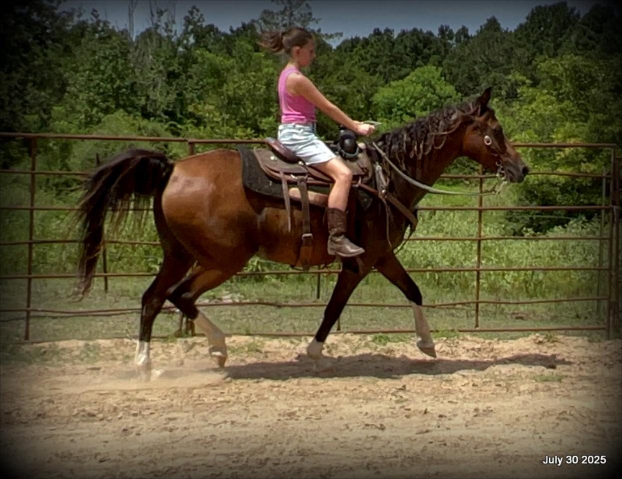 Cash- 11 Year Old Arabian Cross