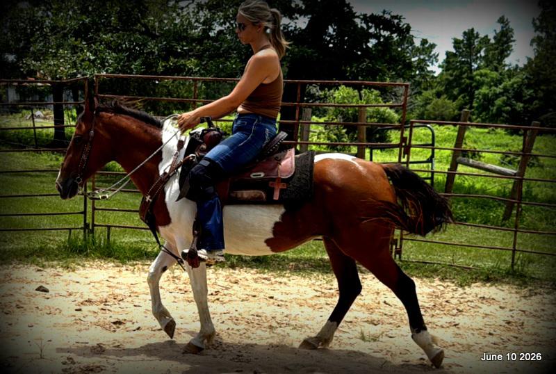 🧡Coca🧡Solid, Sensible Trail Mare 🌟
