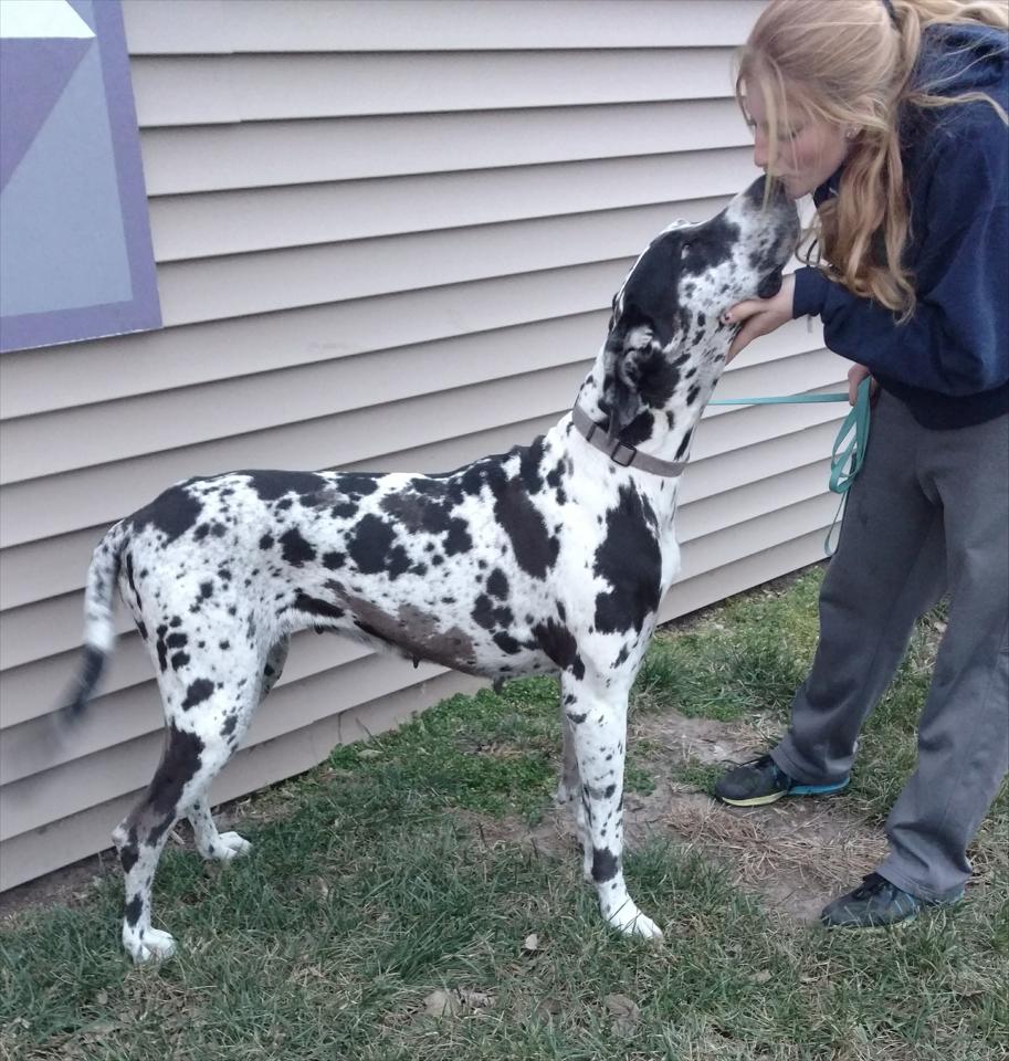 Double S Danes In Pleasant Dale NE | Photo Gallery