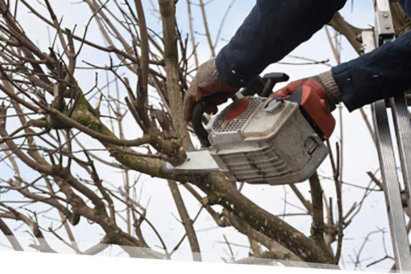 Trimming &amp; Pruning