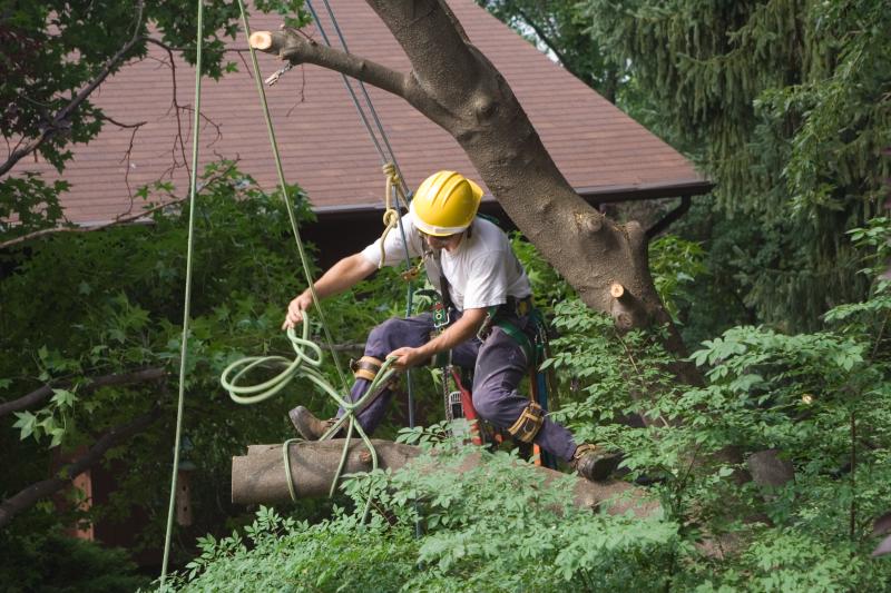 Tree Removal