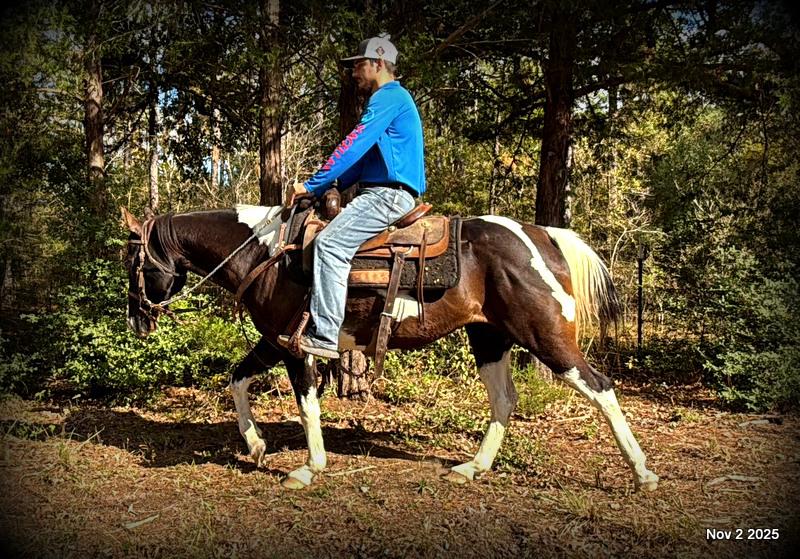 🧡Ragan🧡🎄 ✨ A Christmas Dream Horse Looking for Her Forever Home ✨ 🎄