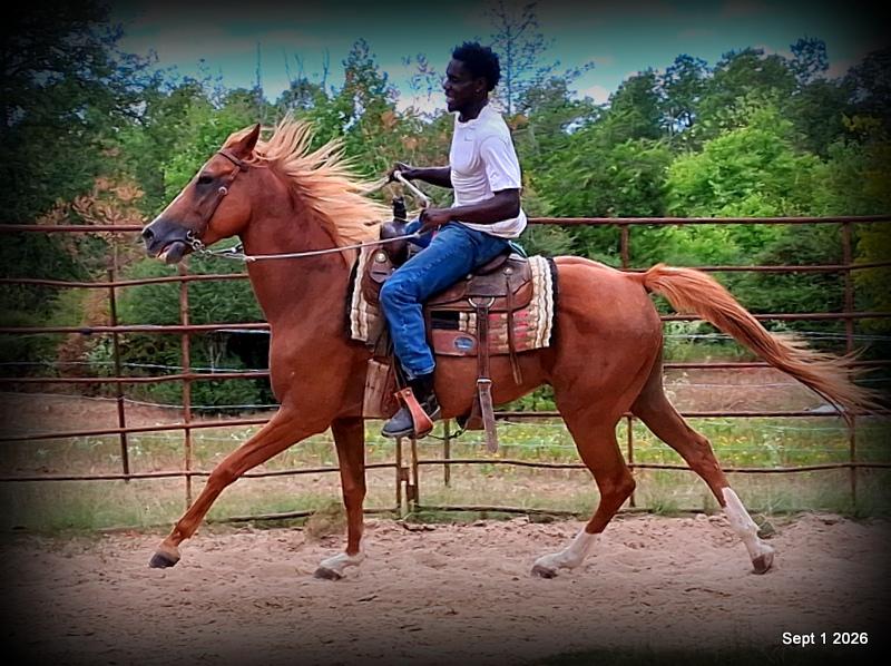 💚🐴 Blair • Kid Safe, Beginner Safe & Sweet Trail Mare💚