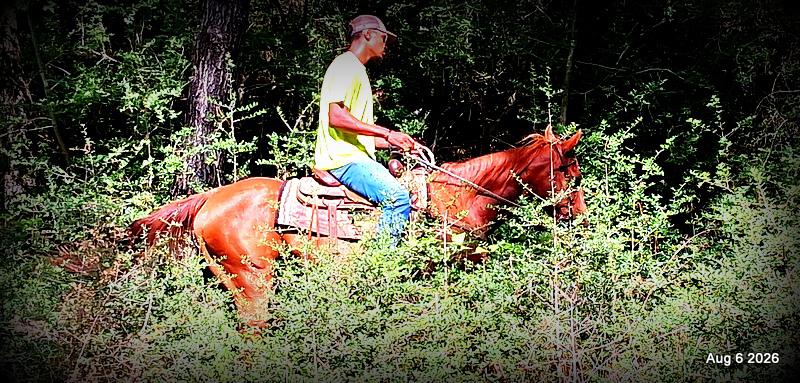💛🐴 Scarlet • Ranch Experienced, Trail Ready & Ready to Ride💛