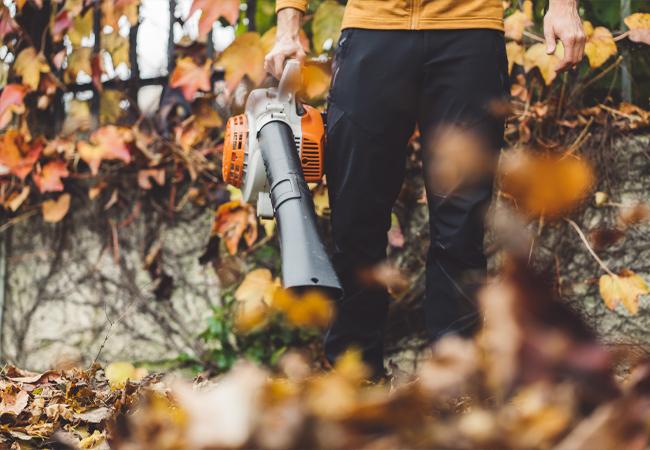 Leaf Removal
